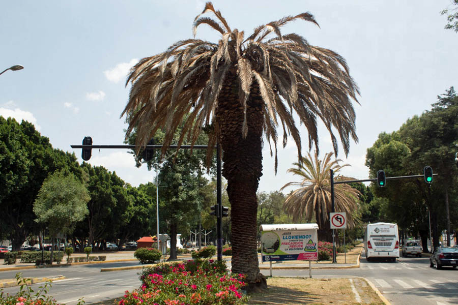 Atiende Ayuntamiento de Puebla más de 150 palmeras en cinco puntos de la ciudad