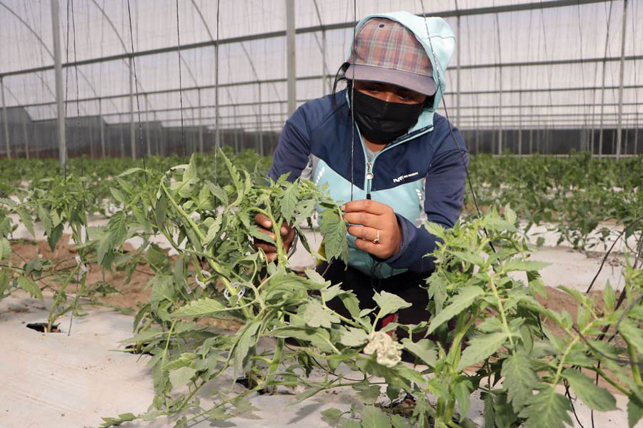 Inicia SDR ciclo de exportación de tomate de la Sierra Norte a Estados Unidos