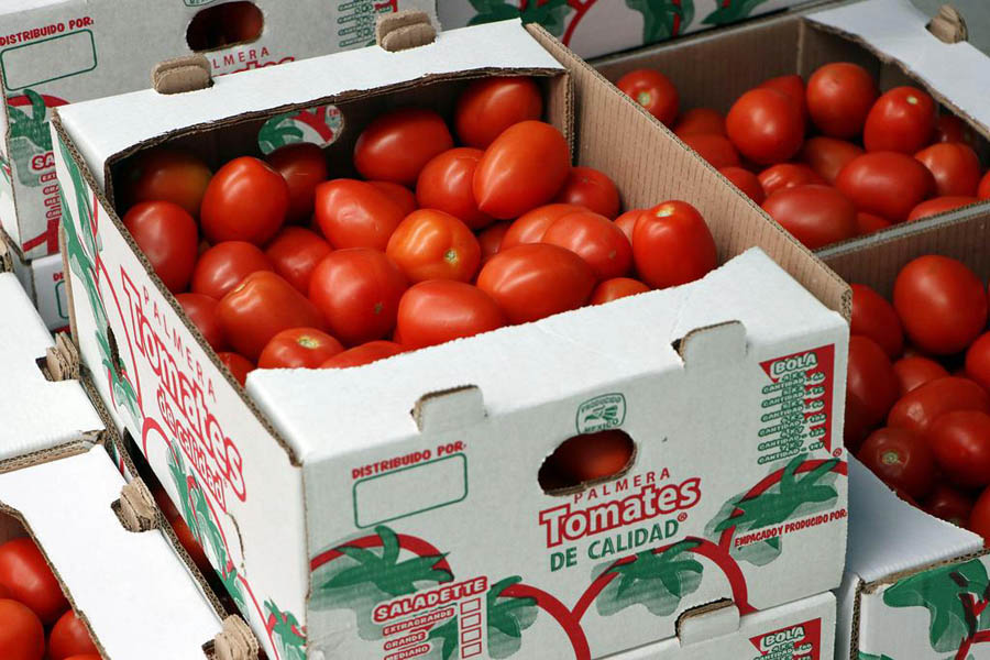 Inicia SDR ciclo de exportación de tomate de la Sierra Norte a Estados Unidos