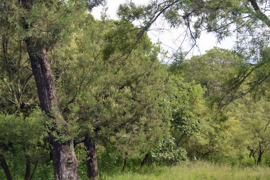 Con decreto protege gobierno 859 Has de “Flor del Bosque”