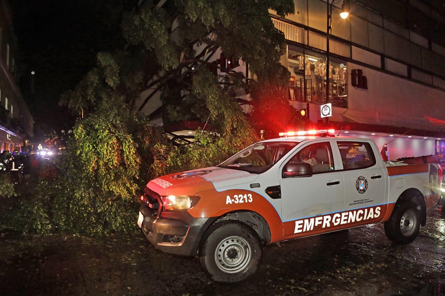 Ordena Barbosa a Medio Ambiente investigar caída de árbol en la 5 de Mayo