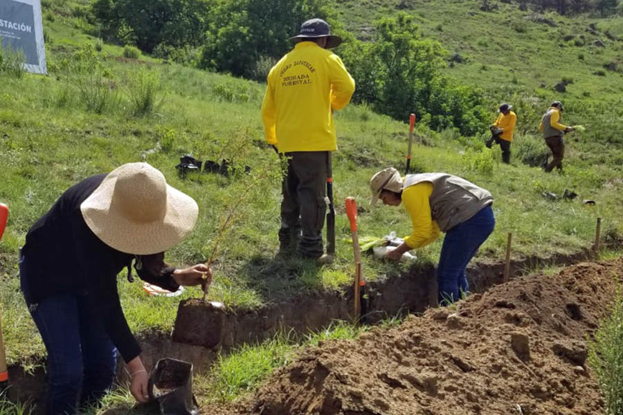 Plantará gobierno 9 millones de árboles en 8 zonas forestales