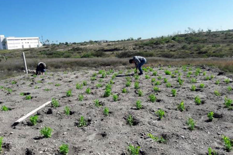 En la BUAP se mejoran condiciones de cultivo en suelos áridos