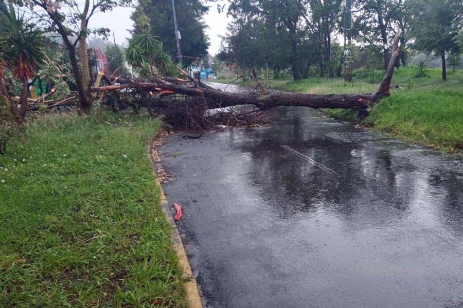 Fuerte lluvia derribó nueve árboles de la capital poblana