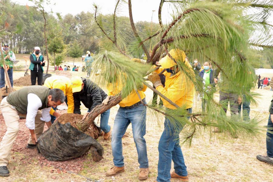 Cumple Medio Ambiente 76 jornadas de reforestación, suman 200 mil plantas