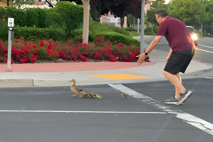 Hombre quiso ayudar a familia de patitos a cruzar la calle y murió atropellado