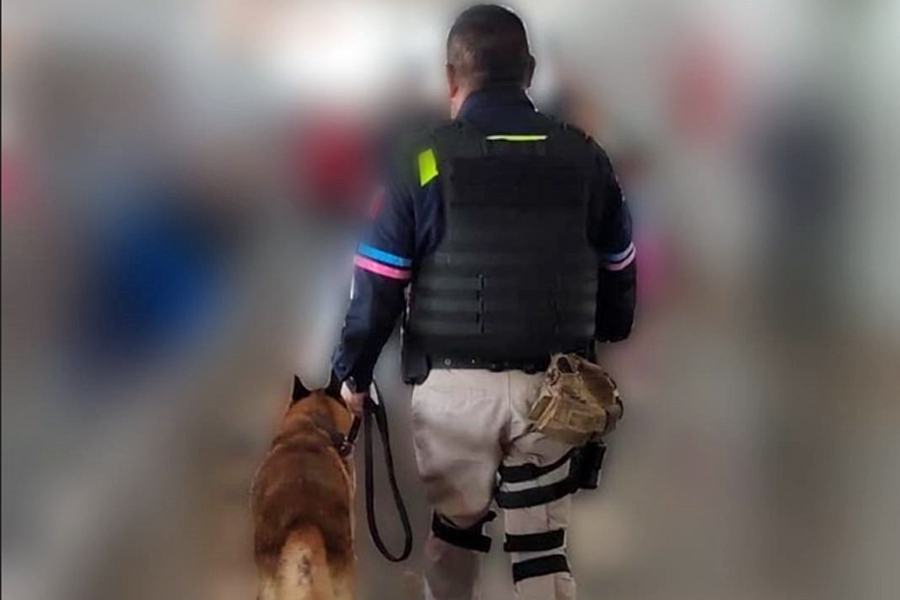 K9 de la policía municipal de Puebla aseguró alrededor de 22 kilogramos de posible cocaína