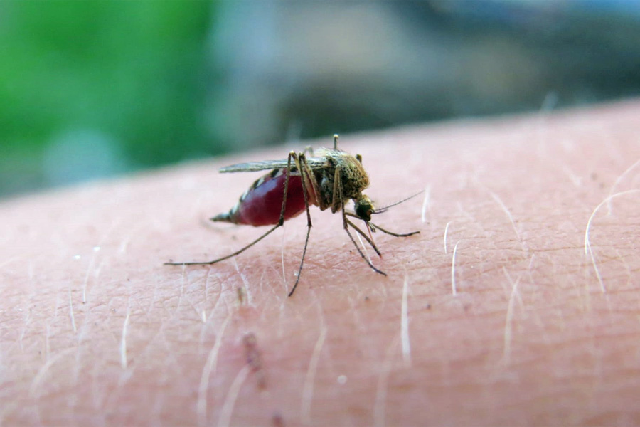 Reporta Salud 22 casos de dengue en las últimas 24 horas