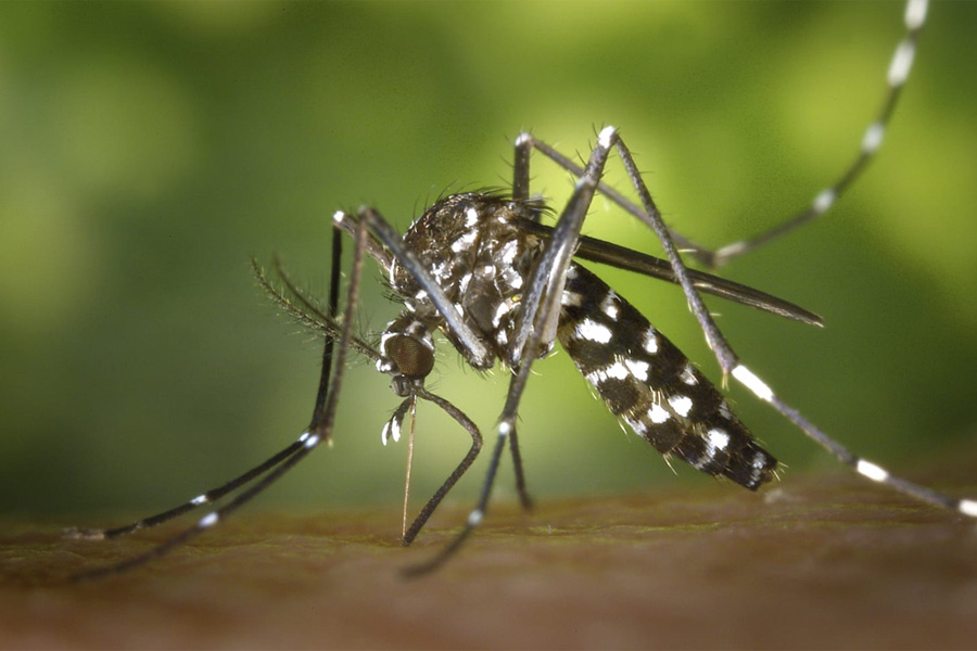 Puebla, sin nuevos casos de dengue en las últimas 24 horas: Salud