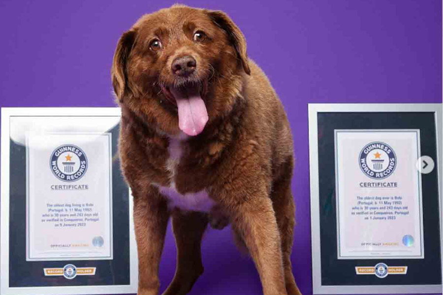 El perrito más longevo del mundo muere a los 31 años y 165 días