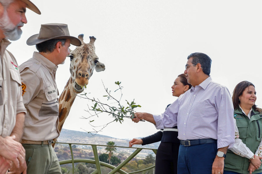 Puebla da bienvenida a jirafa "Benito"; gobierno estatal respalda causas animalistas, destaca Sergio Salomón