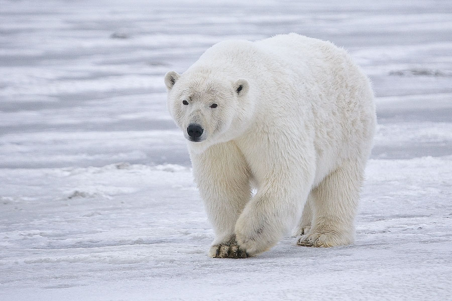 Prende alerta la muerte de oso polar por gripe aviar