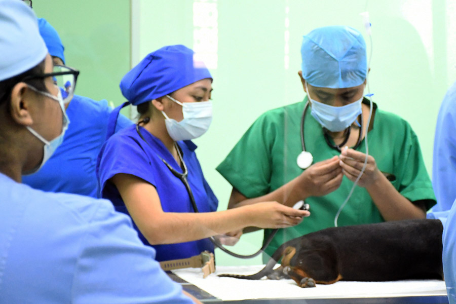 El Hospital Veterinario para Pequeñas Especies de la BUAP, semillero de egresados con experiencia y conocimientos especializados en la atención de mascotas