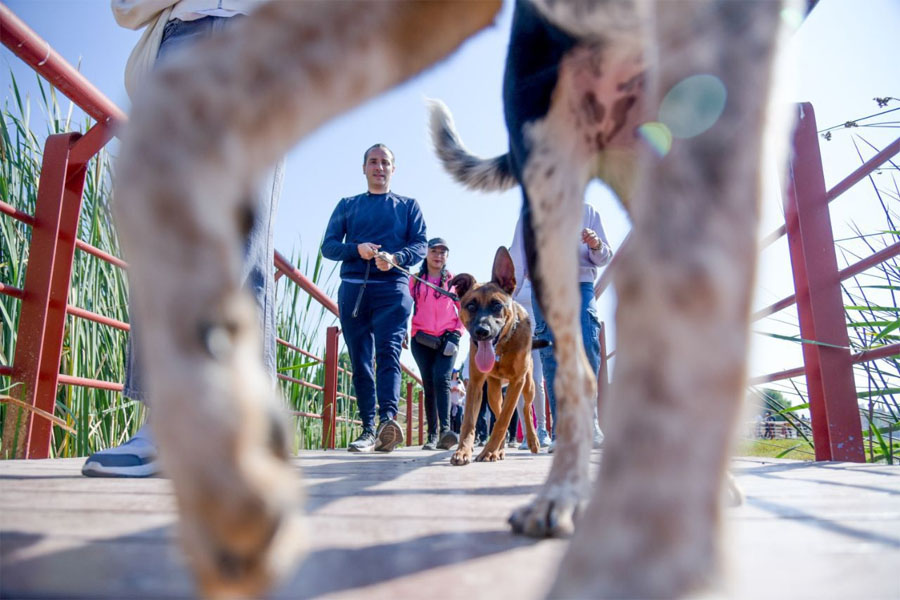 Mario Riestra otorgará 50 mil esterilizaciones gratuitas para perros y gatos