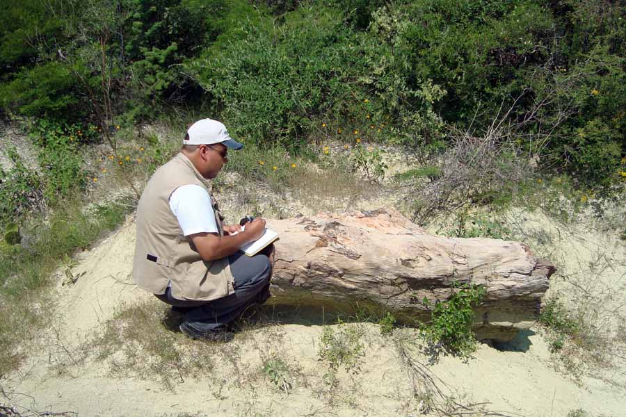 Laboratorio de Paleobiología de la BUAP: estudia el origen, la evolución y extinción de la flora y fauna de México