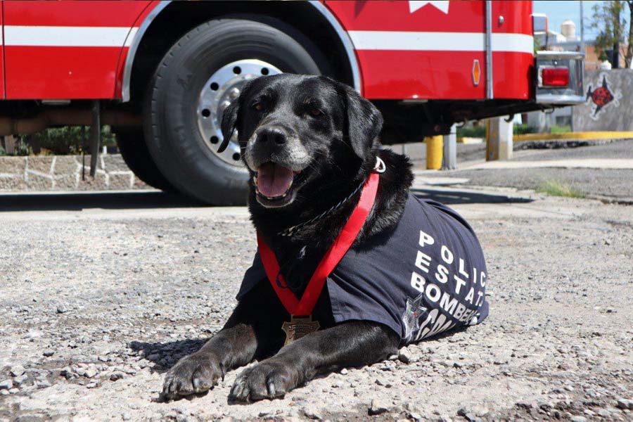 Despide SSP con honor a “Dana”, ejemplar canina de Bomberos